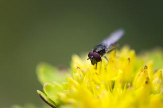 The opulent flowers on the sedum green roof are a promise of natural rich pickings for the insects. Source: Brett Ryan Studios, Vancouver Sedum with insect
